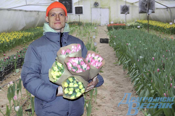 Тюльпаны «Стронг» — разнообразие сортов, преимущества и секреты успешного выращивания Тюльпаны «Стронг» — разнообразие сортов, преимущества и секреты успешного выращивания