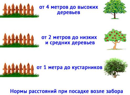 Расстояние от кустарников до забора Расстояние от кустарников до забора