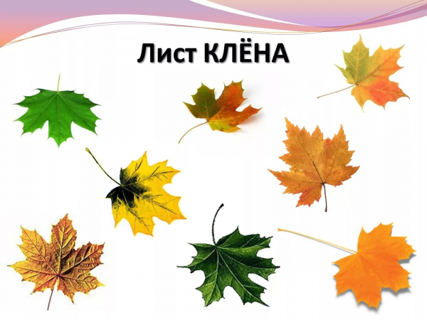 Клен (фото): виды, сорта, особенности, уход и размножение Клен (фото): виды, сорта, особенности, уход и размножение