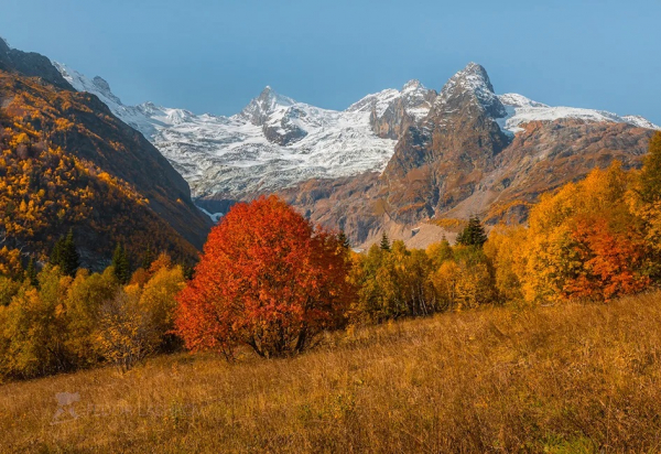 Клен (фото): виды, сорта, особенности, уход и размножение Клен (фото): виды, сорта, особенности, уход и размножение